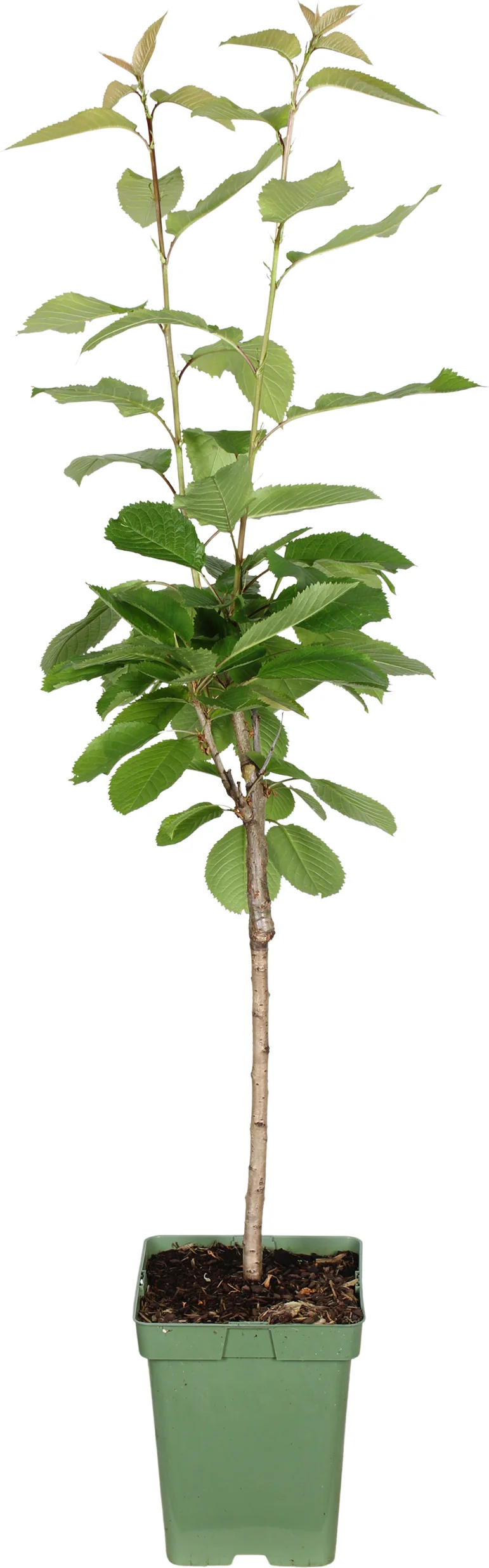 Biologische Kers (Prunus avium 'Sunburst') D 23 H 100 cm