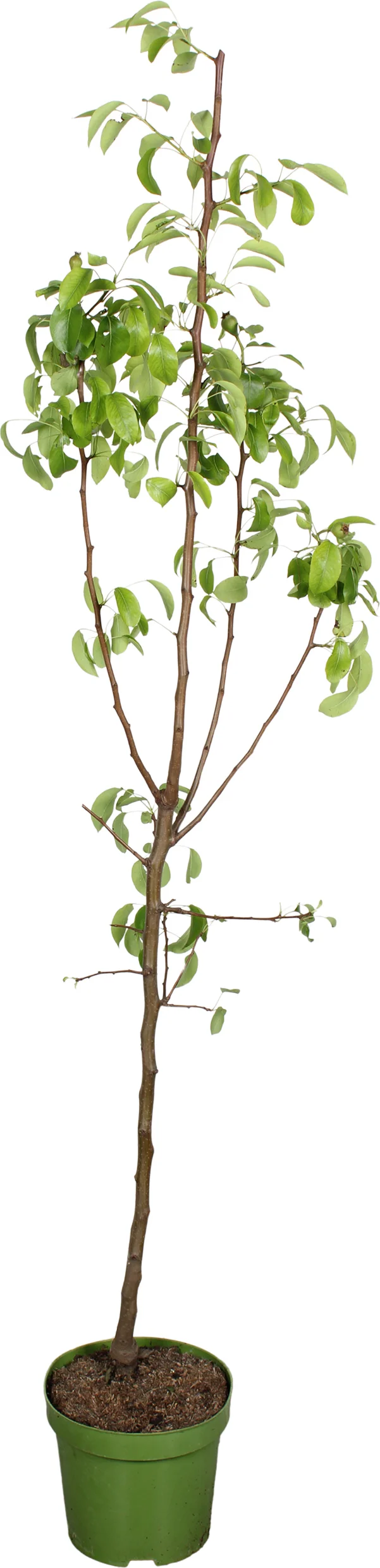 Biologische Peer (Pyrus communis 'Clapp's Favourite') D 27 H 220 cm