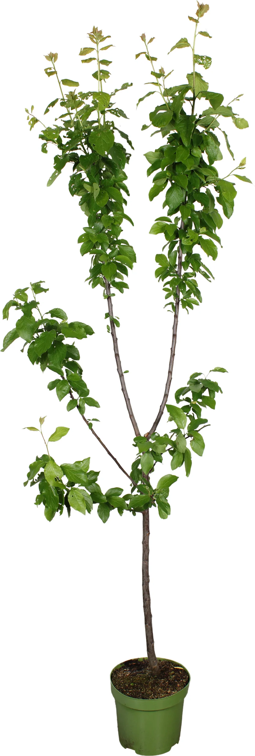 Biologische Pruim (Prunus domestica 'Ontario') D 27 H 220 cm