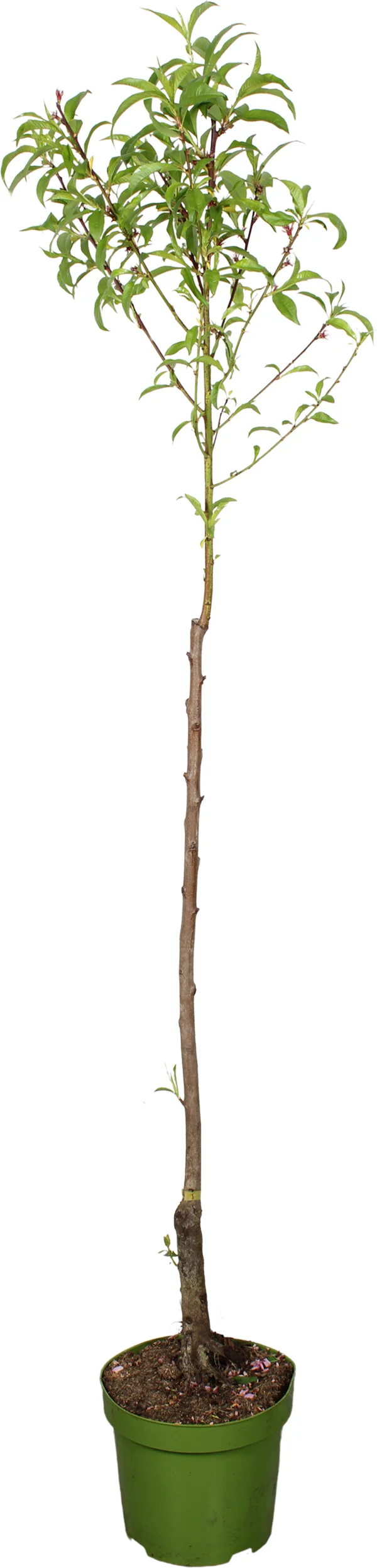 Biologische Perzik (Prunus persica 'Red Haven') D 27 H 220 cm