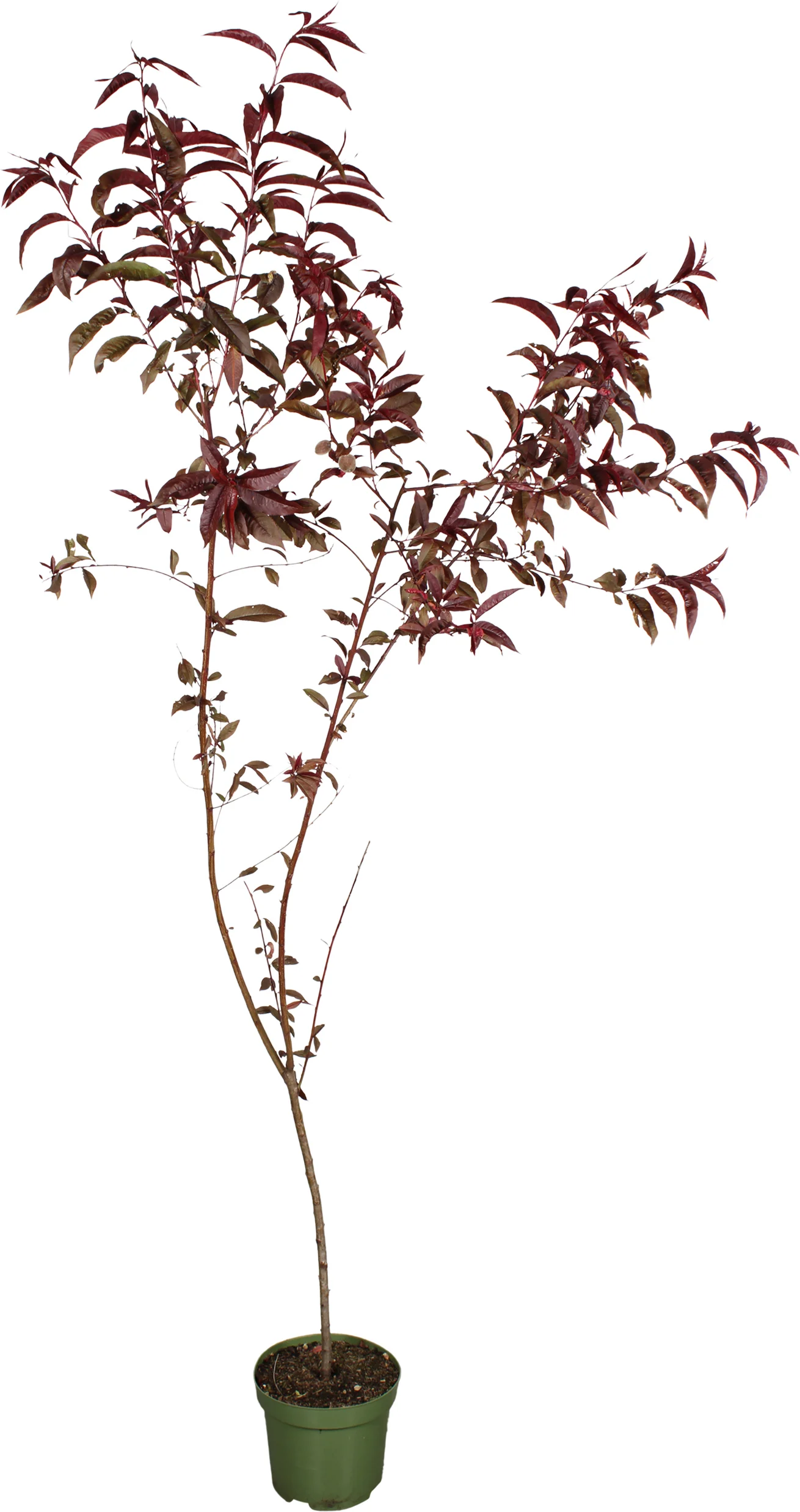 Biologische Perzik (Prunus persica 'Rubira') D 27 H 220 cm