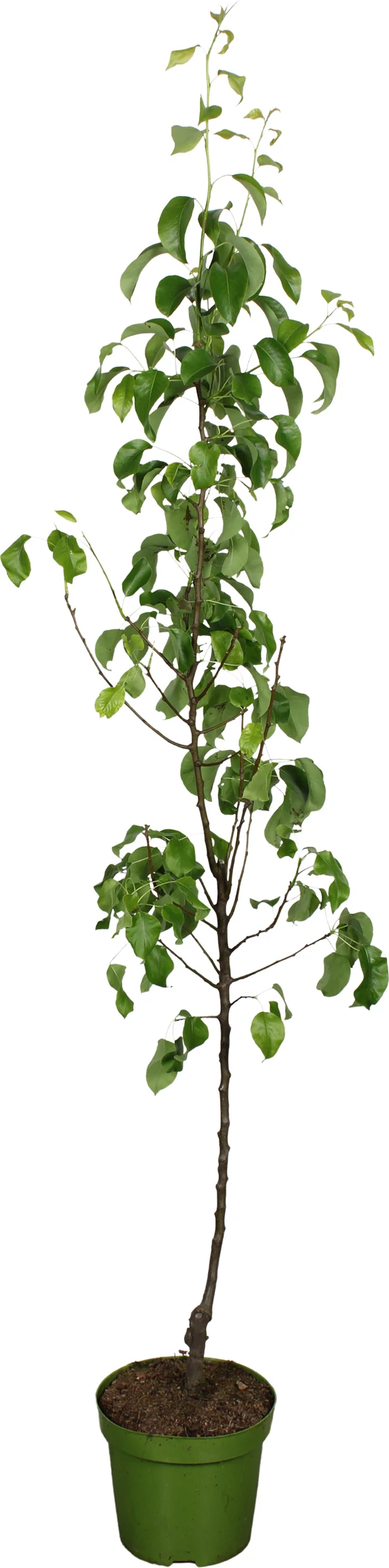 Biologische Peer halfstam (Pyrus communis 'Conference') D 27 H 220 cm