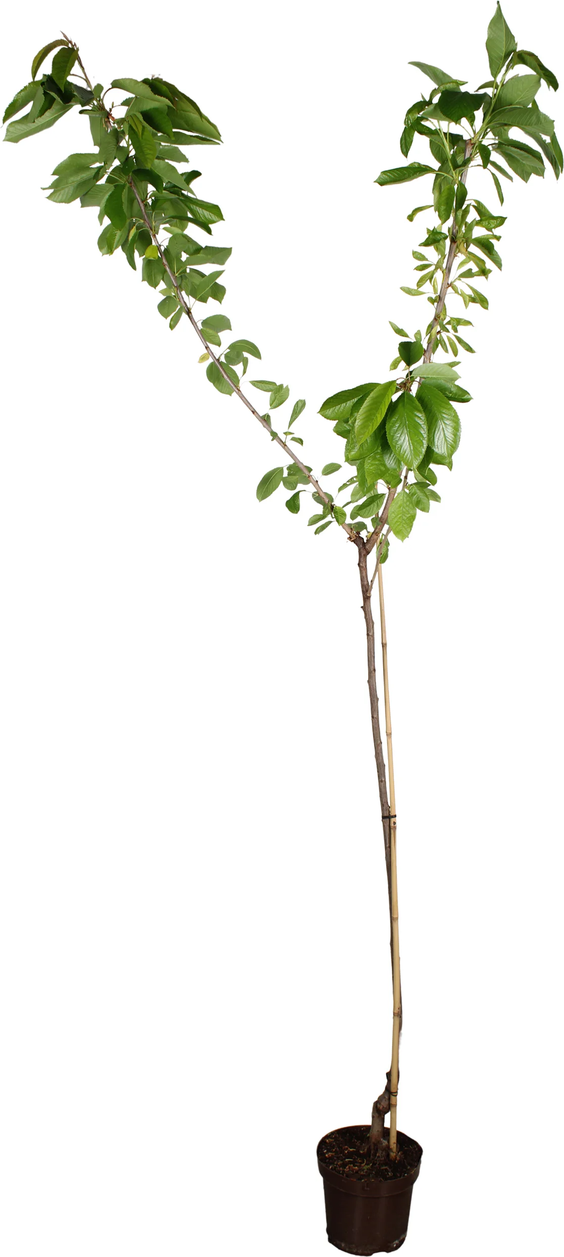 Biologische Kers halfstam (Prunus avium 'Lapins) D 27 H 220 cm