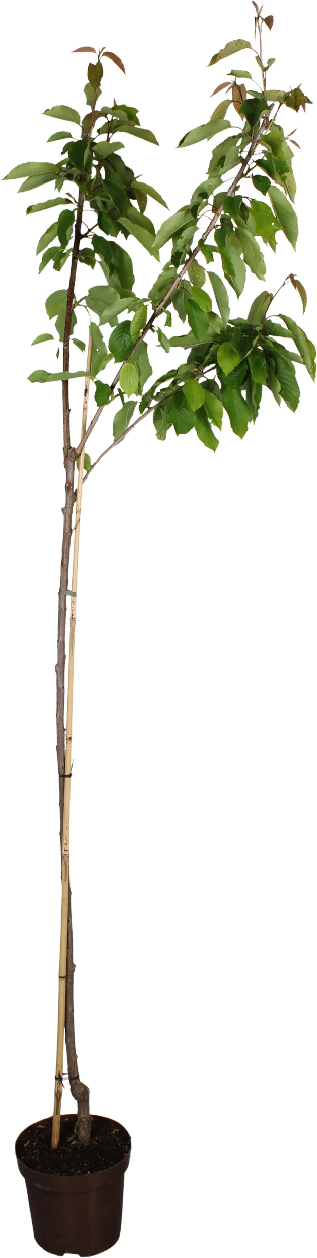 Biologische Kers halfstam (Prunus avium 'Sunburst') D 27 H 220 cm
