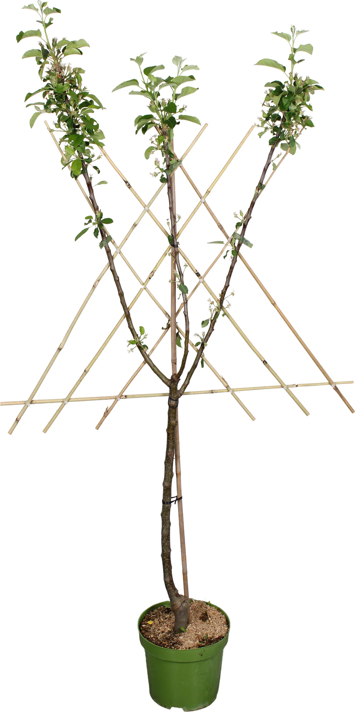 Biologische Appel lei (Malus domestica 'Elstar') D 27 H 220 cm