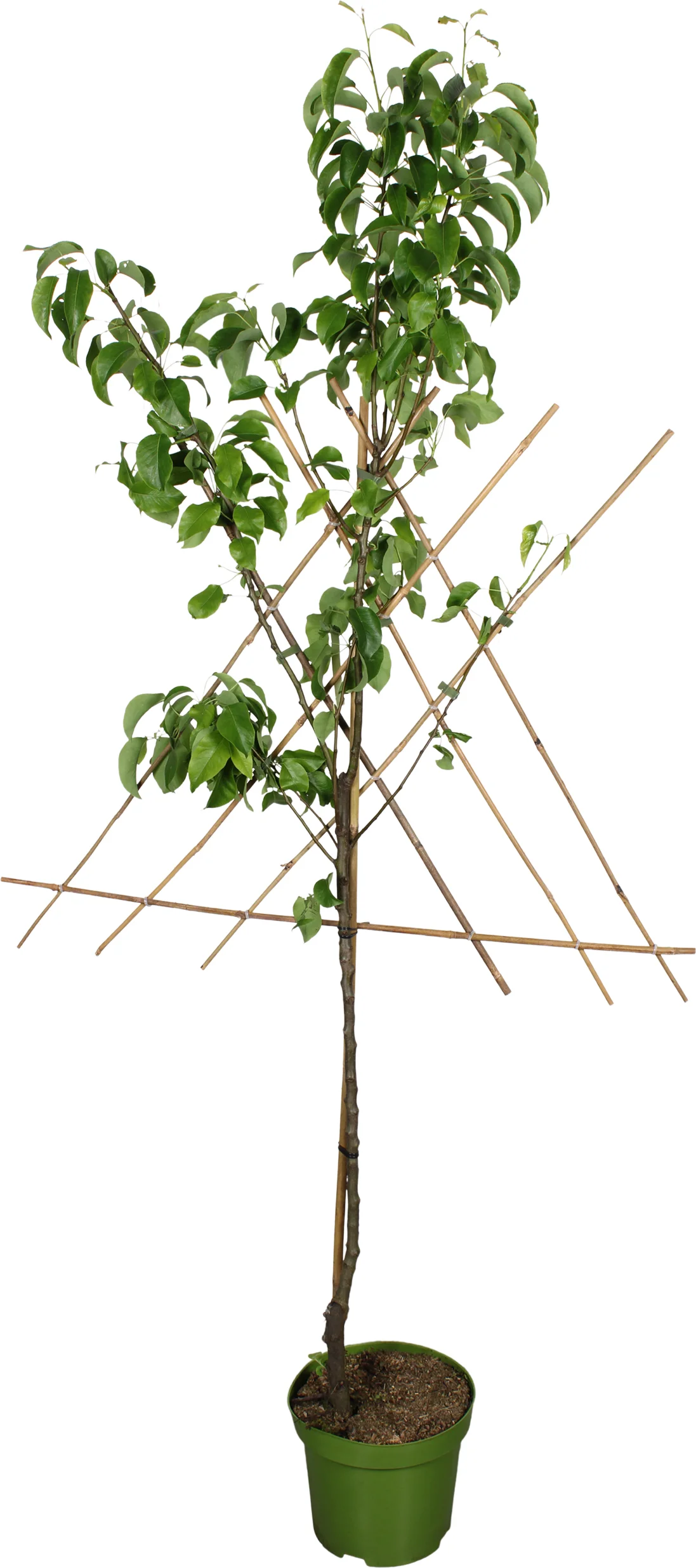 Biologische Peer lei (Pyrus communis 'Conference') D 27 H 220 cm
