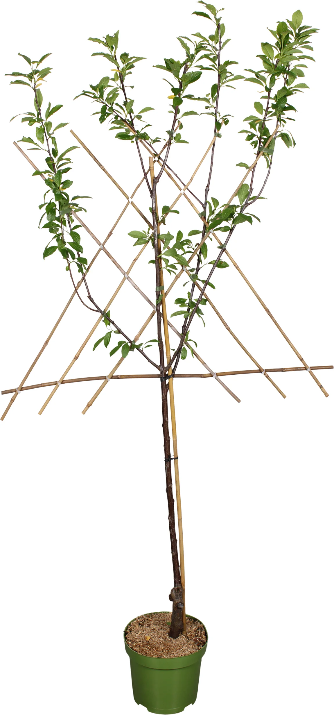 Biologische Pruim lei (Prunus domestica 'Opal') D 27 H 220 cm