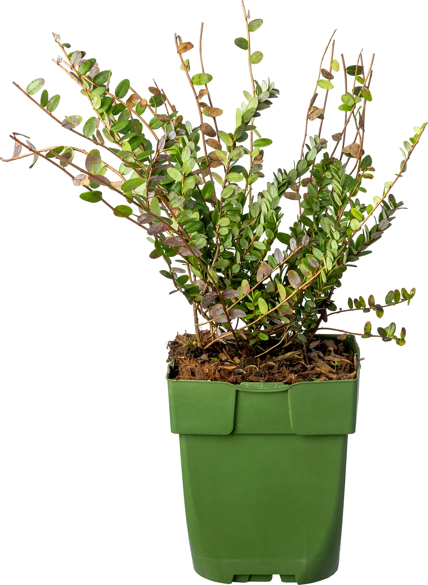 Biologische Cranberry (Vaccinium macrocarpon 'Stevens') D 13 H 38 cm