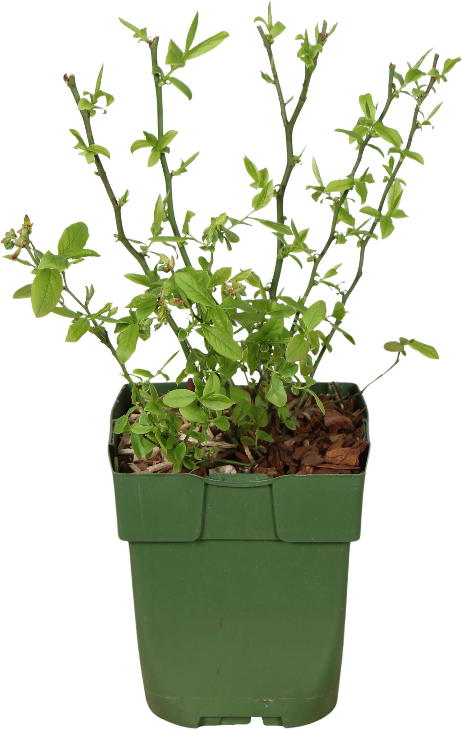 Biologische Blauwe Bosbes (Vaccinium myrtillus 'Emil') D 13 H 35 cm