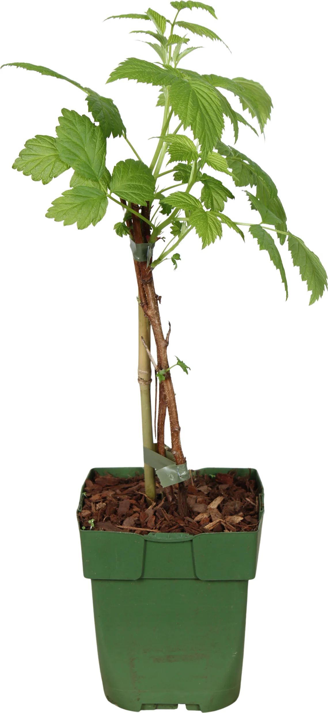 Biologische Framboos (Rubus idaeus 'Heritage') D 13 H 35 cm