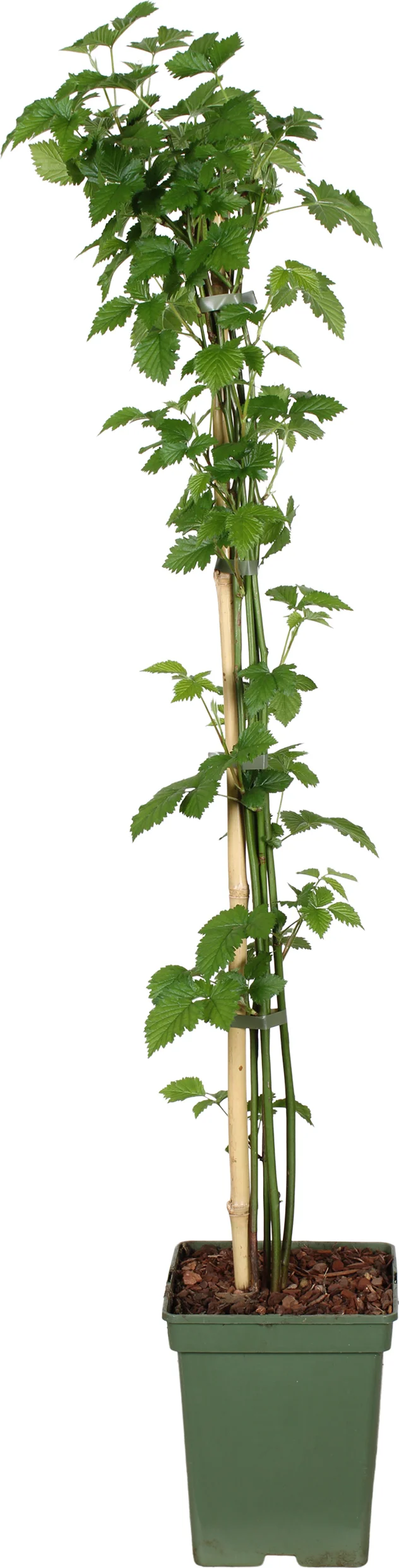 Biologische Braam (Rubus fruticosus 'Navaho Summerlong') D 23 H 100 cm