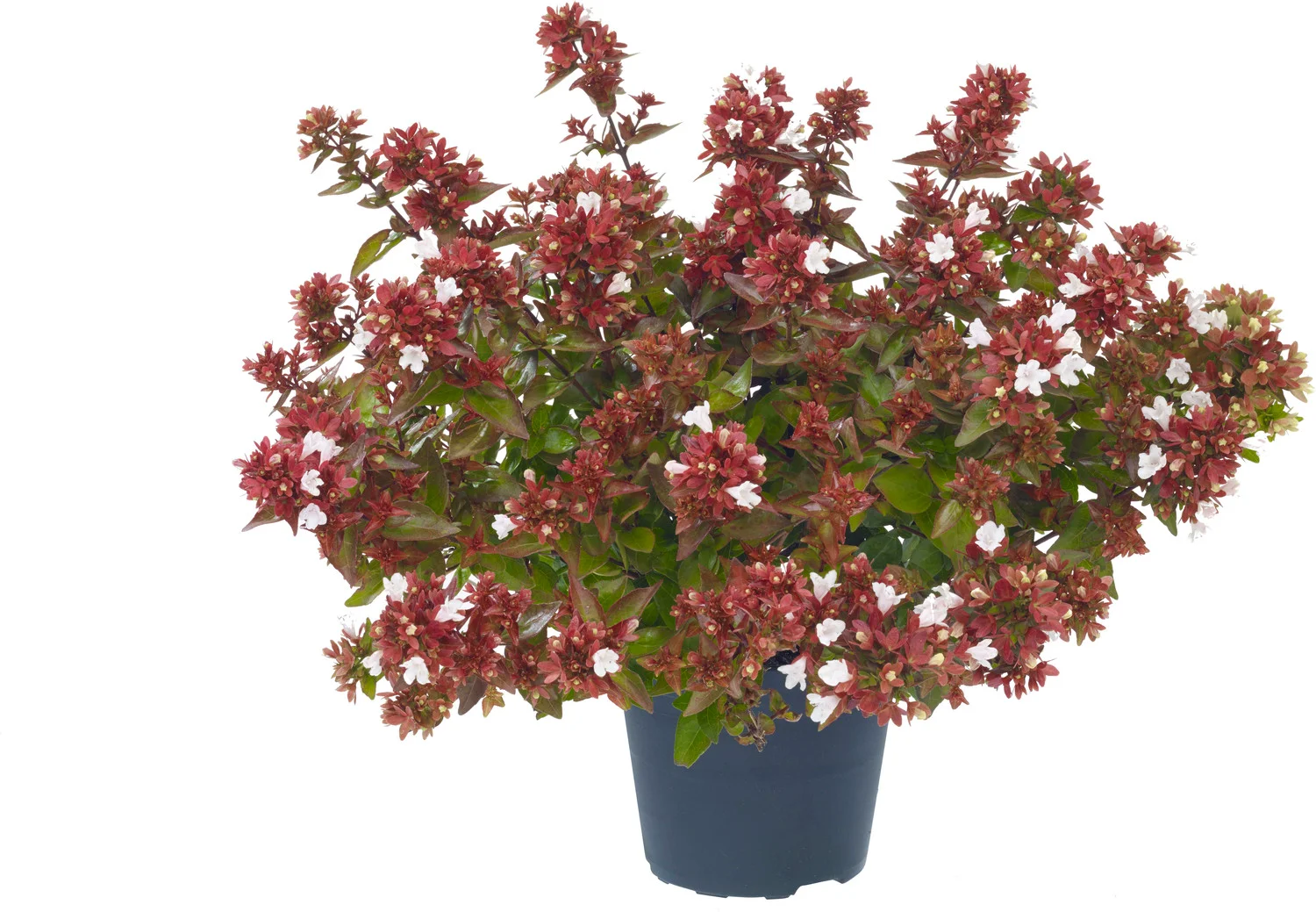 Abelia (Abelia grandiflora) H 125 cm