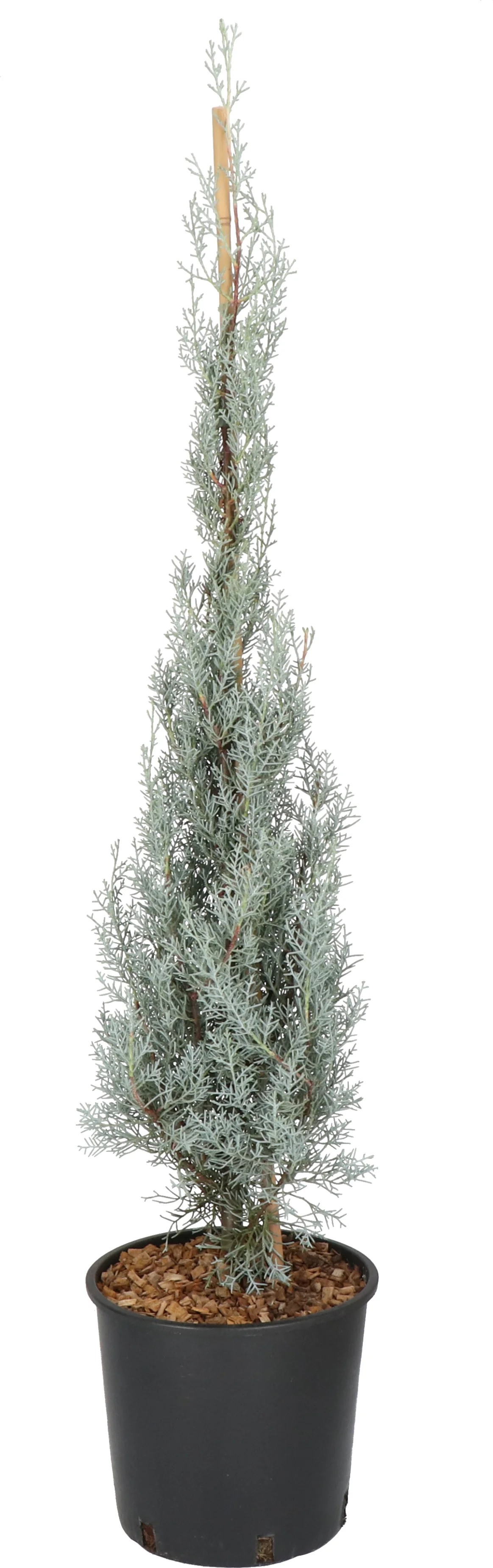 Cipres (Cupressus arizonica 'Glauca') H 150 cm