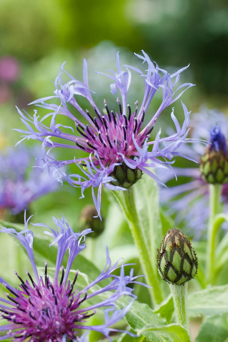 Bergkorenbloem (Centaurea montana) D 9 H 15 cm