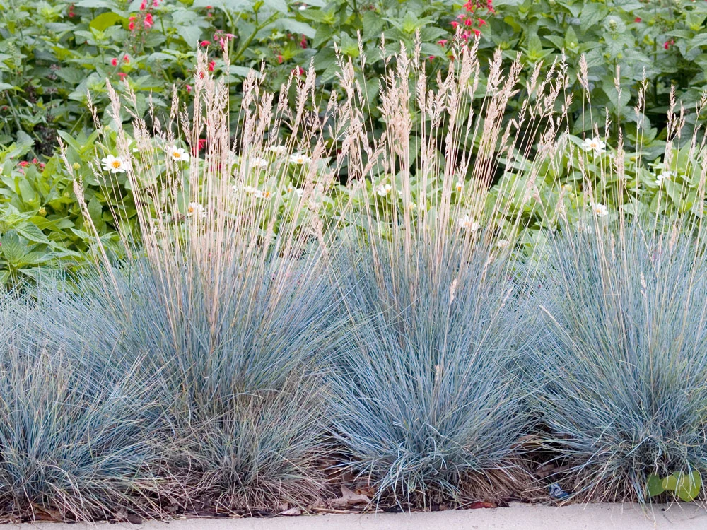 Blauwgras (Festuca glauca 'Elijah Blue') D 23 H 40 cm