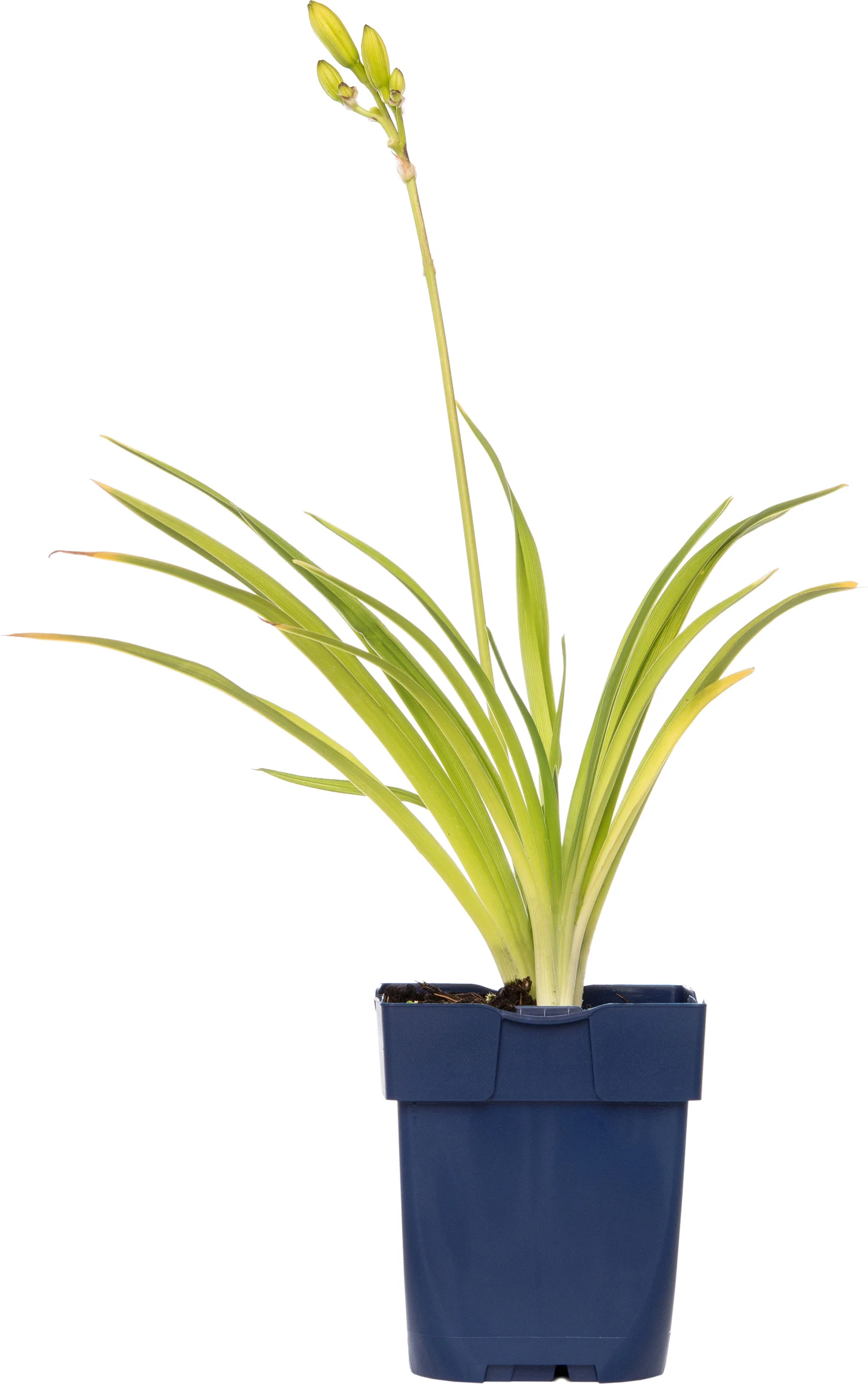 Daglelie (Hemerocallis 'Joan Senior') D 9 H 15 cm