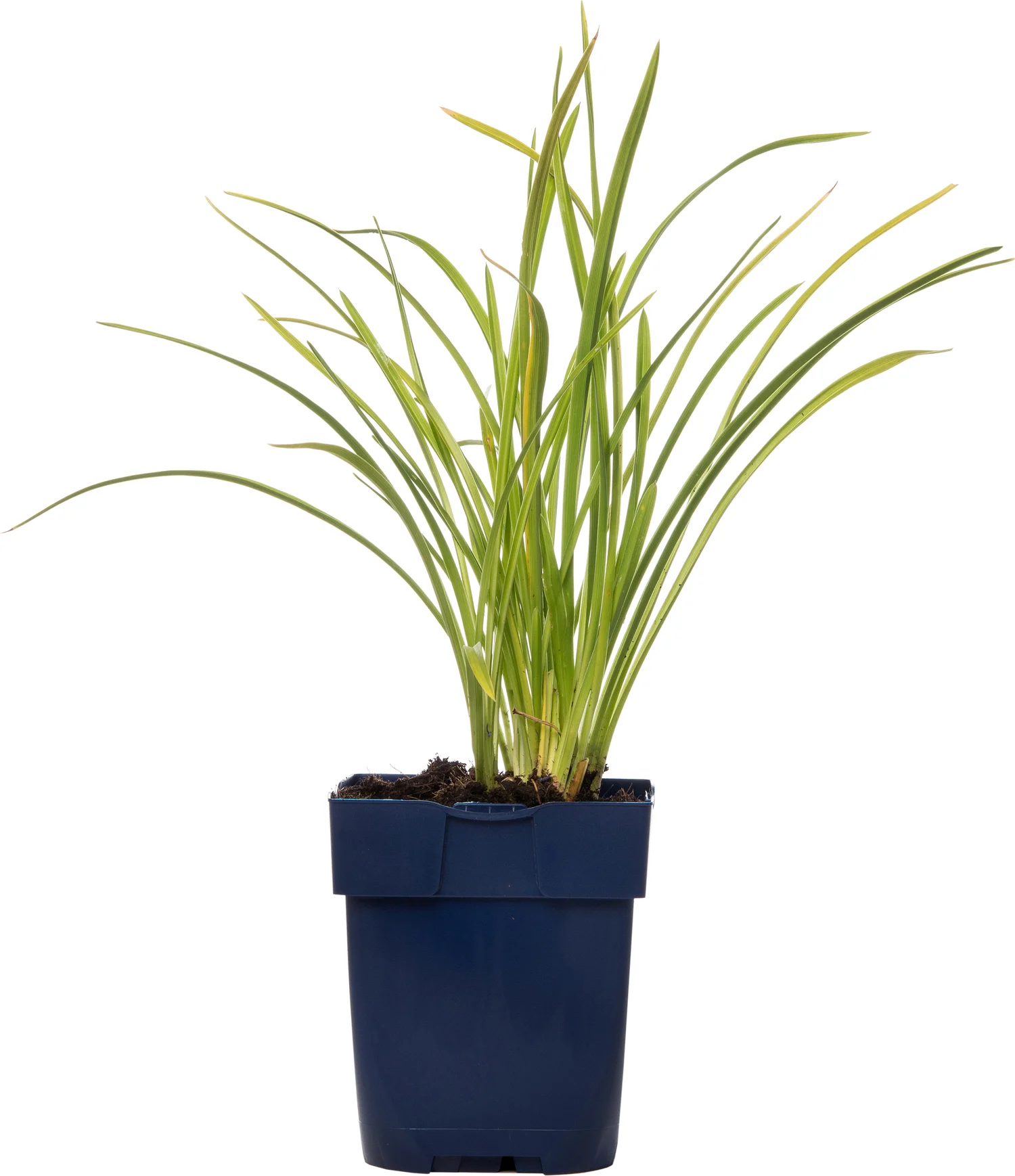 Daglelie (Hemerocallis 'Stella de Oro') D 9 H 15 cm