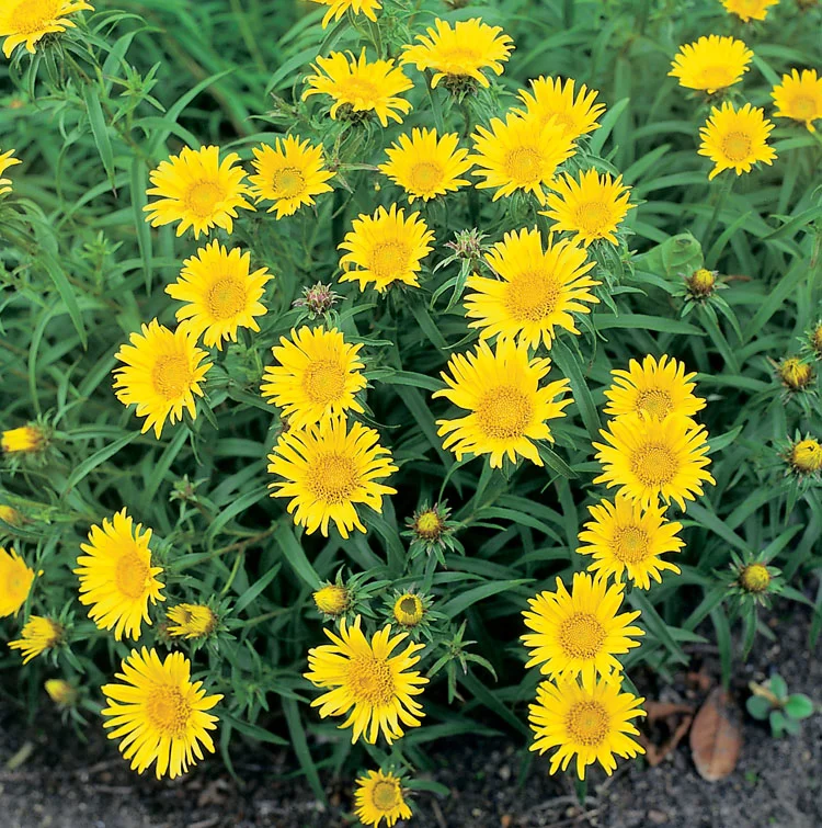 Alant (Inula Ensifolia) D 9 H 15 cm