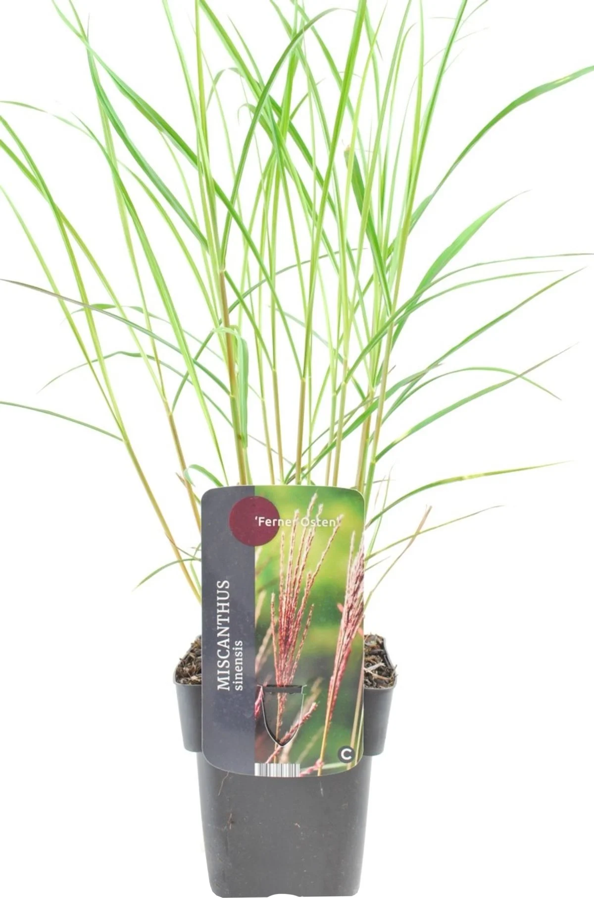 Chinees riet (Miscanthus sinensis 'Flamingo') D 9 H 15 cm