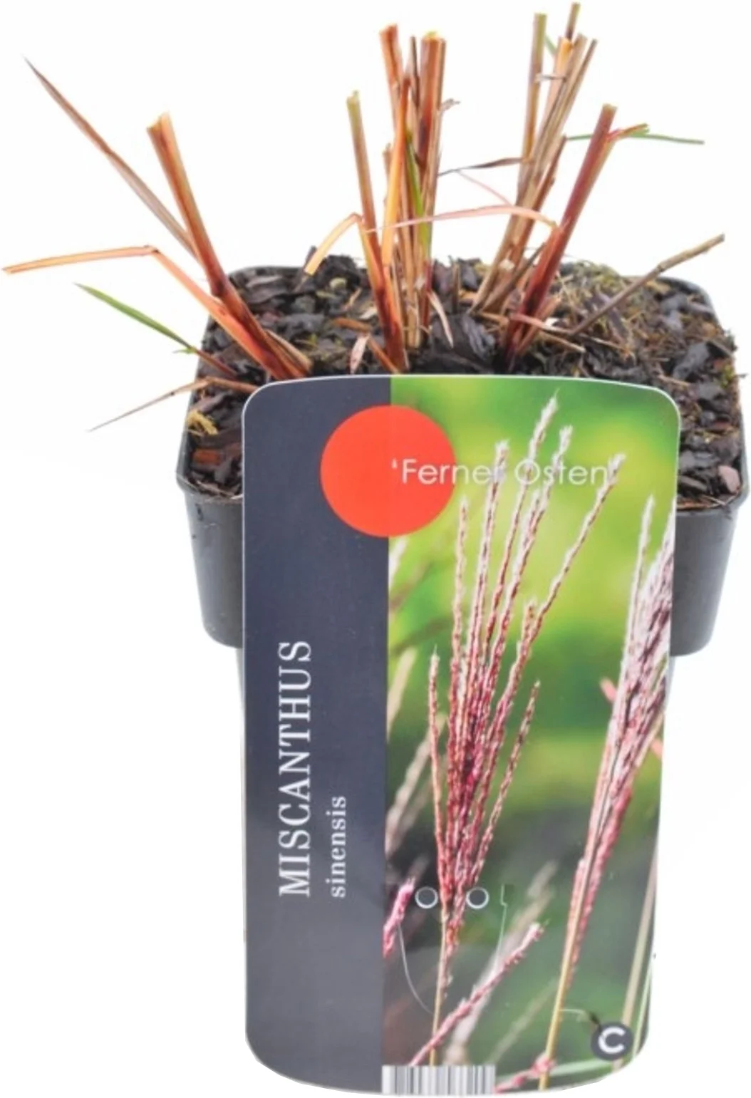 Chinees riet (Miscanthus sinensis 'Flamingo') D 19 H 30 cm