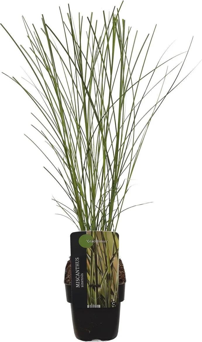 Chinees riet (Miscanthus sinensis 'Gracillimus') D 23 H 40 cm