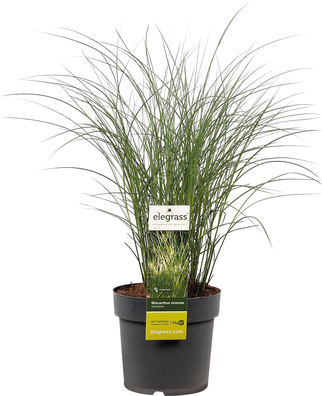 Chinees riet (Miscanthus sinensis 'Kleine Silberspinne') D 23 H 40 cm