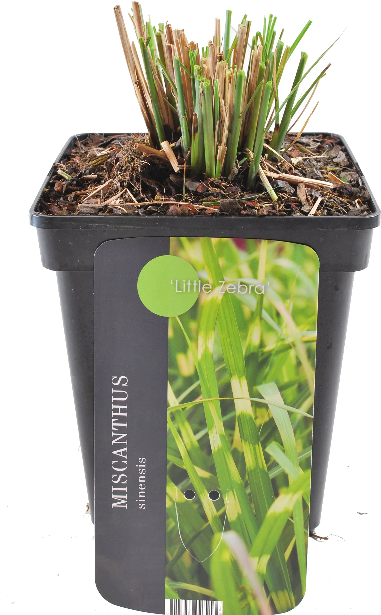 Chinees riet (Miscanthus sinensis 'Little Zebra') D 9 H 15 cm