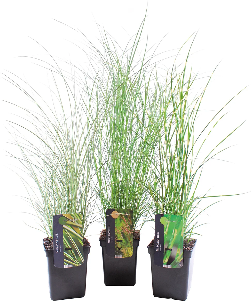 Chinees riet (Miscanthus sinensis 'Morning Light') D 19 H 30 cm