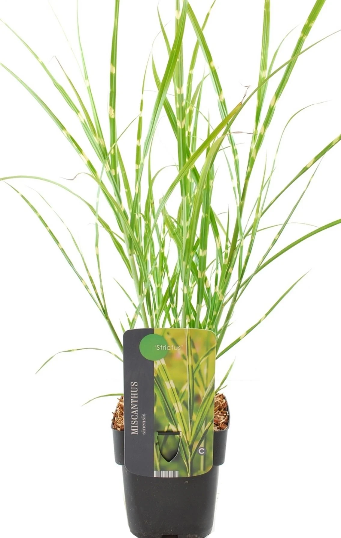 Chinees riet (Miscanthus sinensis 'Strictus') D 23 H 40 cm