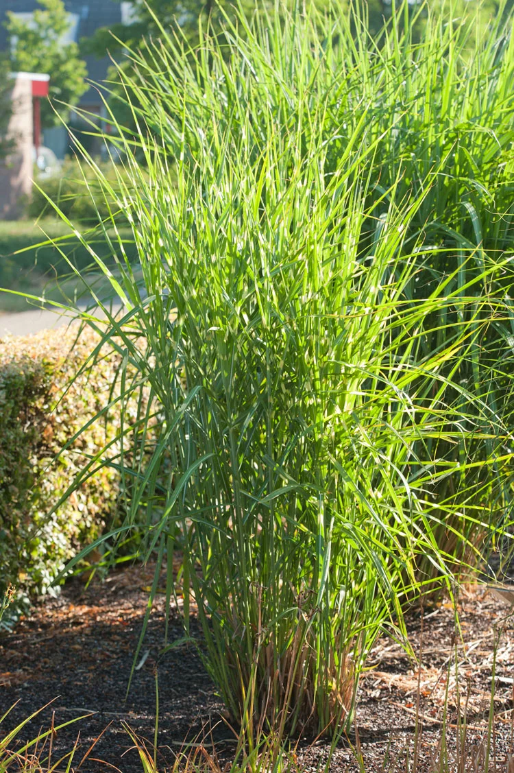 Chinees riet (Miscanthus sinensis 'Strictus') D 9 H 15 cm