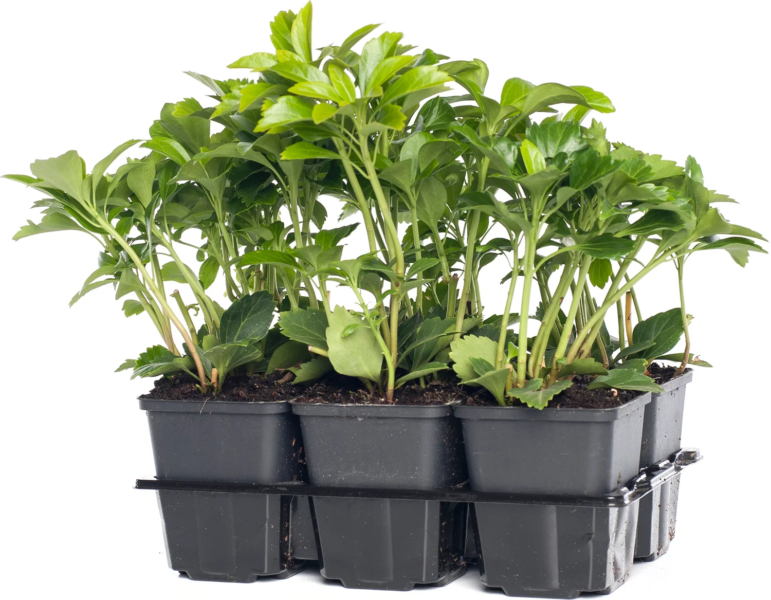 Dikkemanskruid (Pachysandra terminalis) D 15 H 15 cm