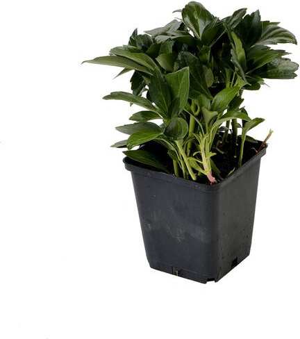 Dikkemanskruid (Pachysandra terminalis 'Green Carpet') D 15 H 15 cm