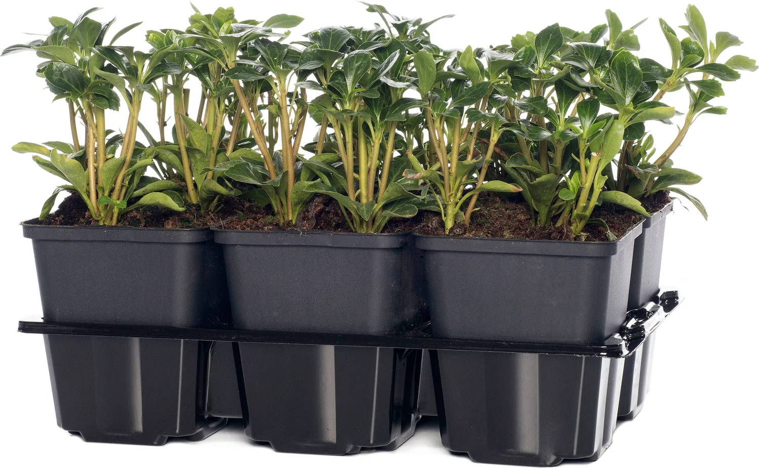 Dikkemanskruid (Pachysandra terminalis 'Green Sheen') D 15 H 15 cm