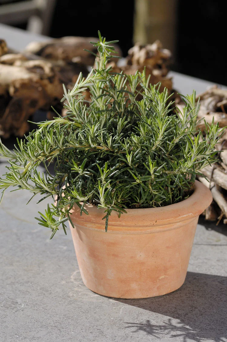 10 x Biologische Kruiprozemarijn (Rosmarinus officinalis 'Capri') D 9 H 15 cm