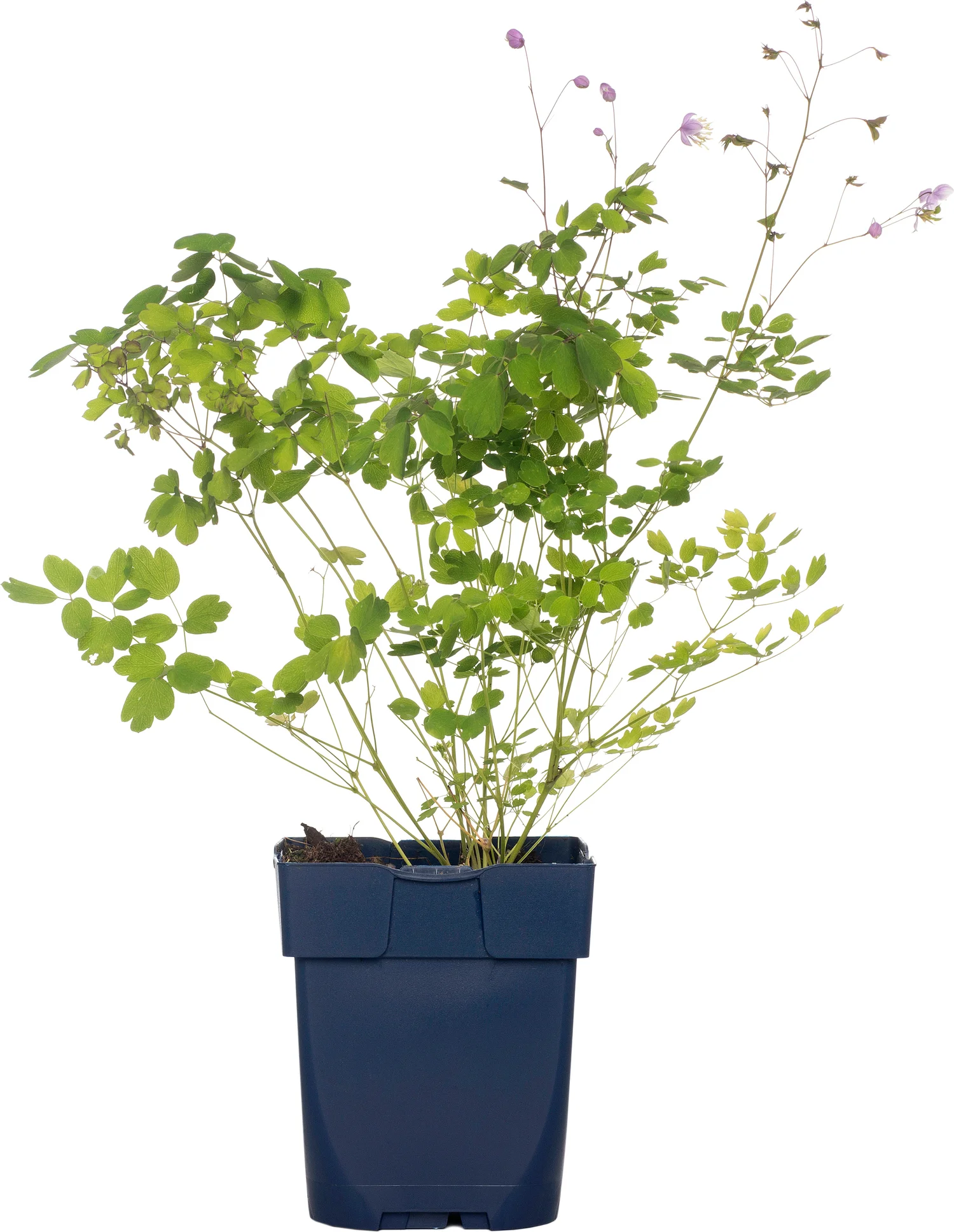 Chinese Ruit (Thalictrum Delavayi) D 9 H 15 cm