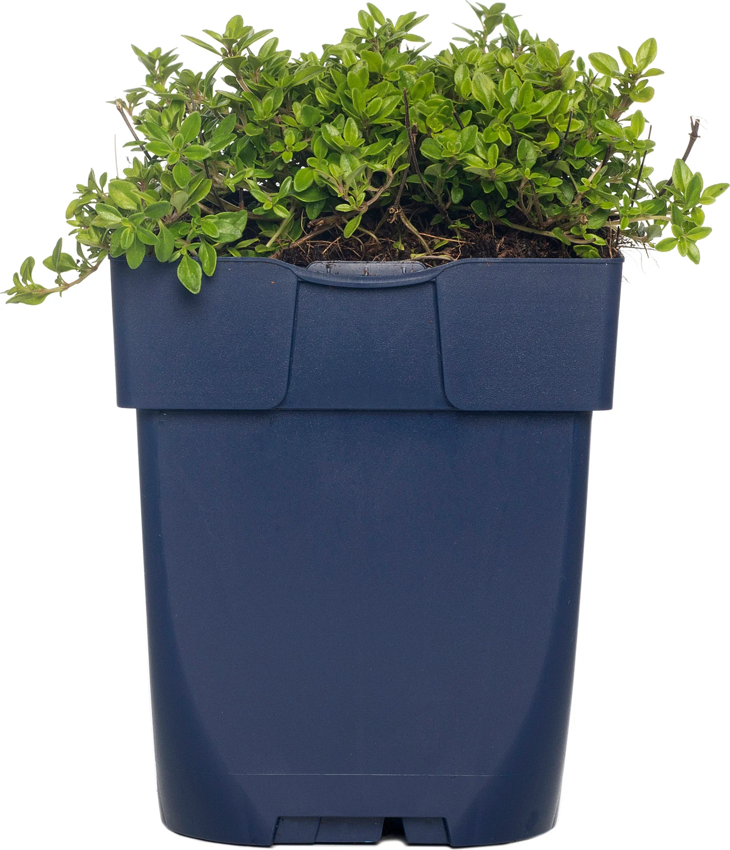 Citroentijm (Thymus citriodorus 'Aureus') D 9 H 15 cm
