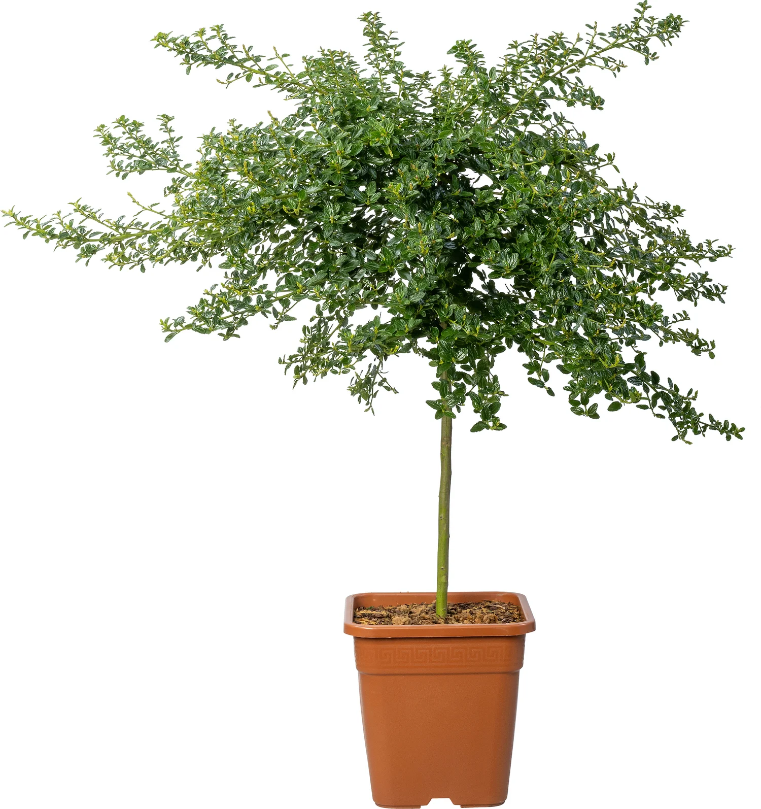 Amerikaanse sering (Ceanothus thyrsiflorus Var. Repens) D 32 H 90 cm