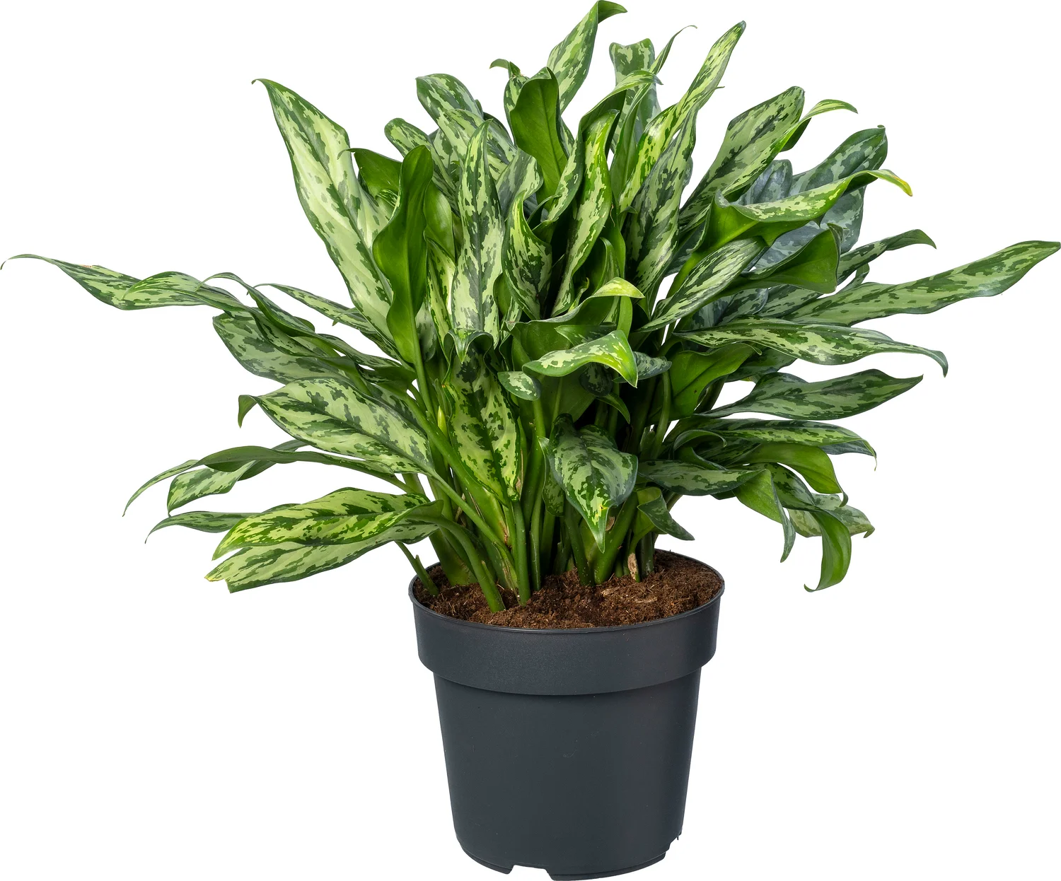 Aglaonema (Aglaonema 'Romeo') D 21 H 80 cm