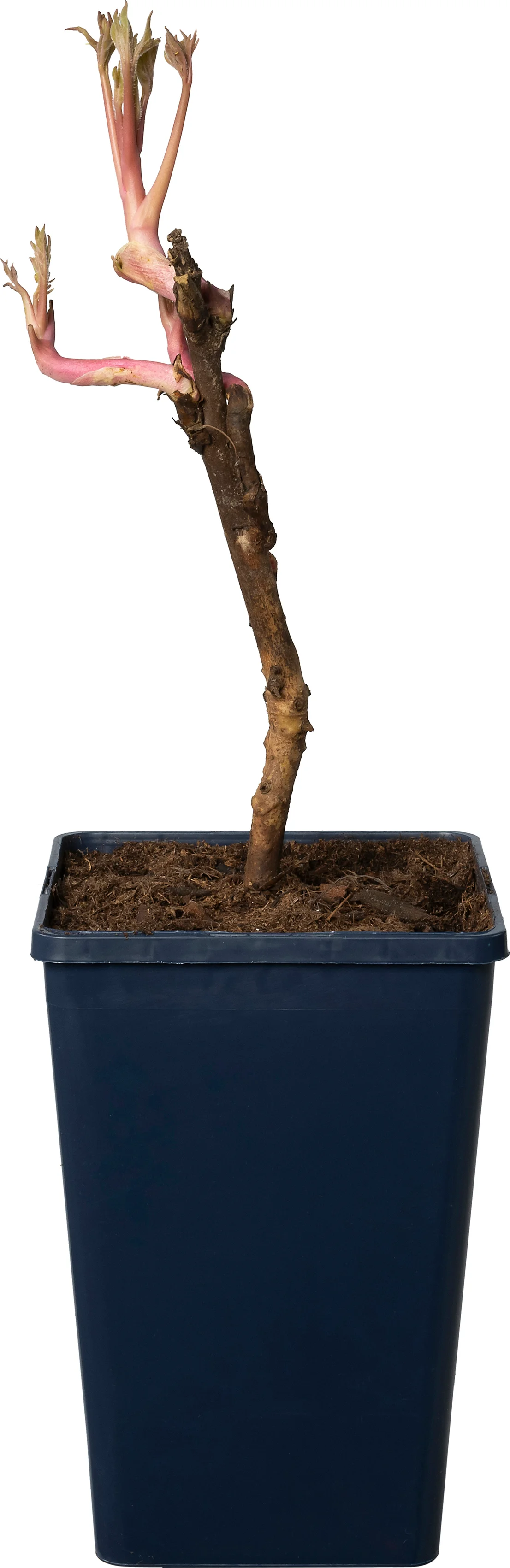 Boompioen (Paeonia suffruticosa licht Roze) D 15 H 30 cm
