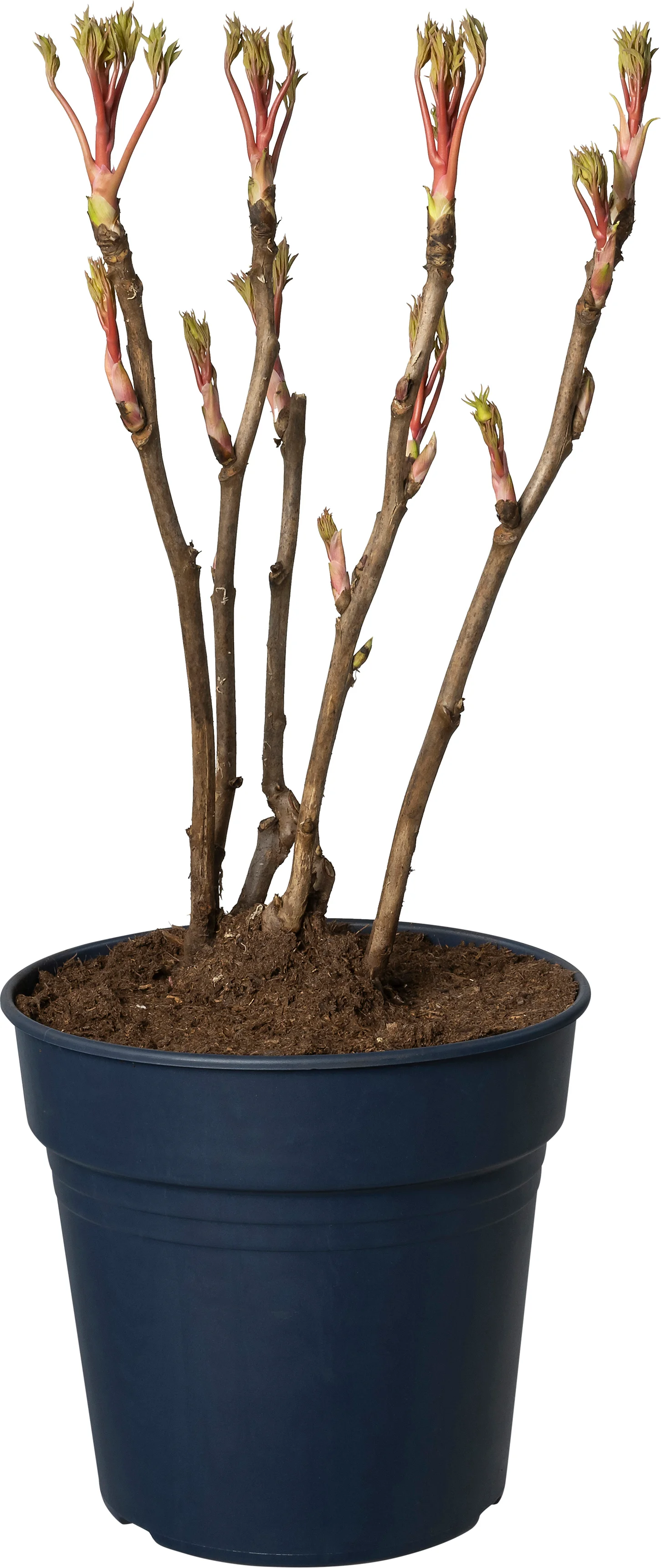 Boompioen (Paeonia suffruticosa Wit) D 24 H 40 cm