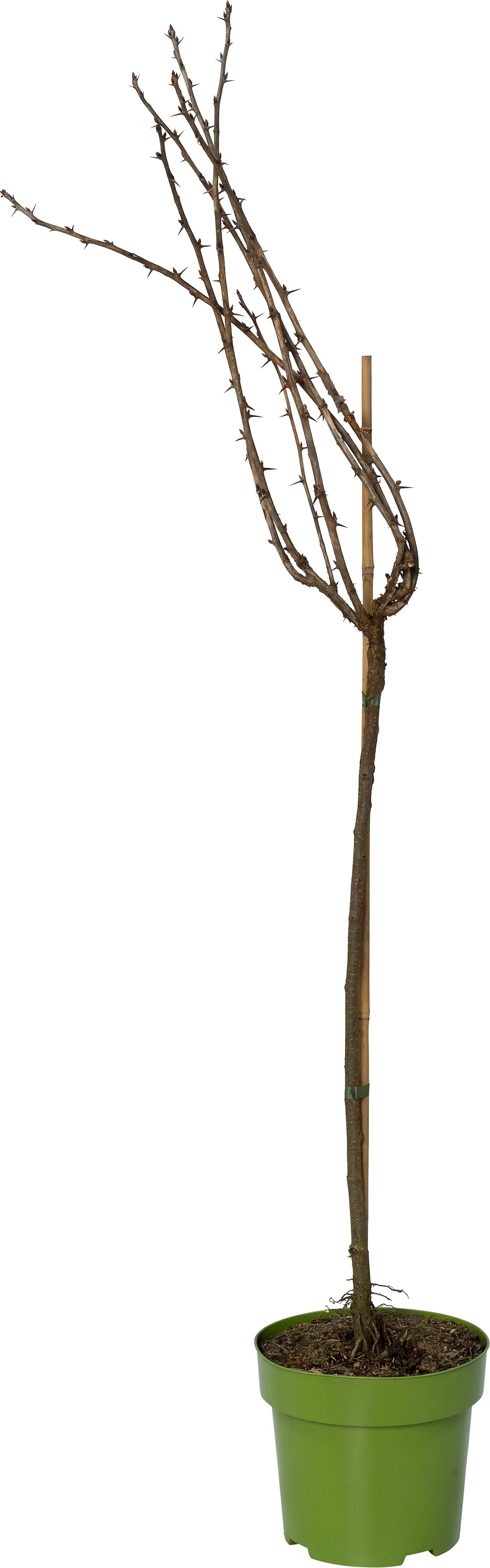 Biologische Groene kruisbes (Ribes uva-crispa 'Mucurines') D 27 H 125 cm