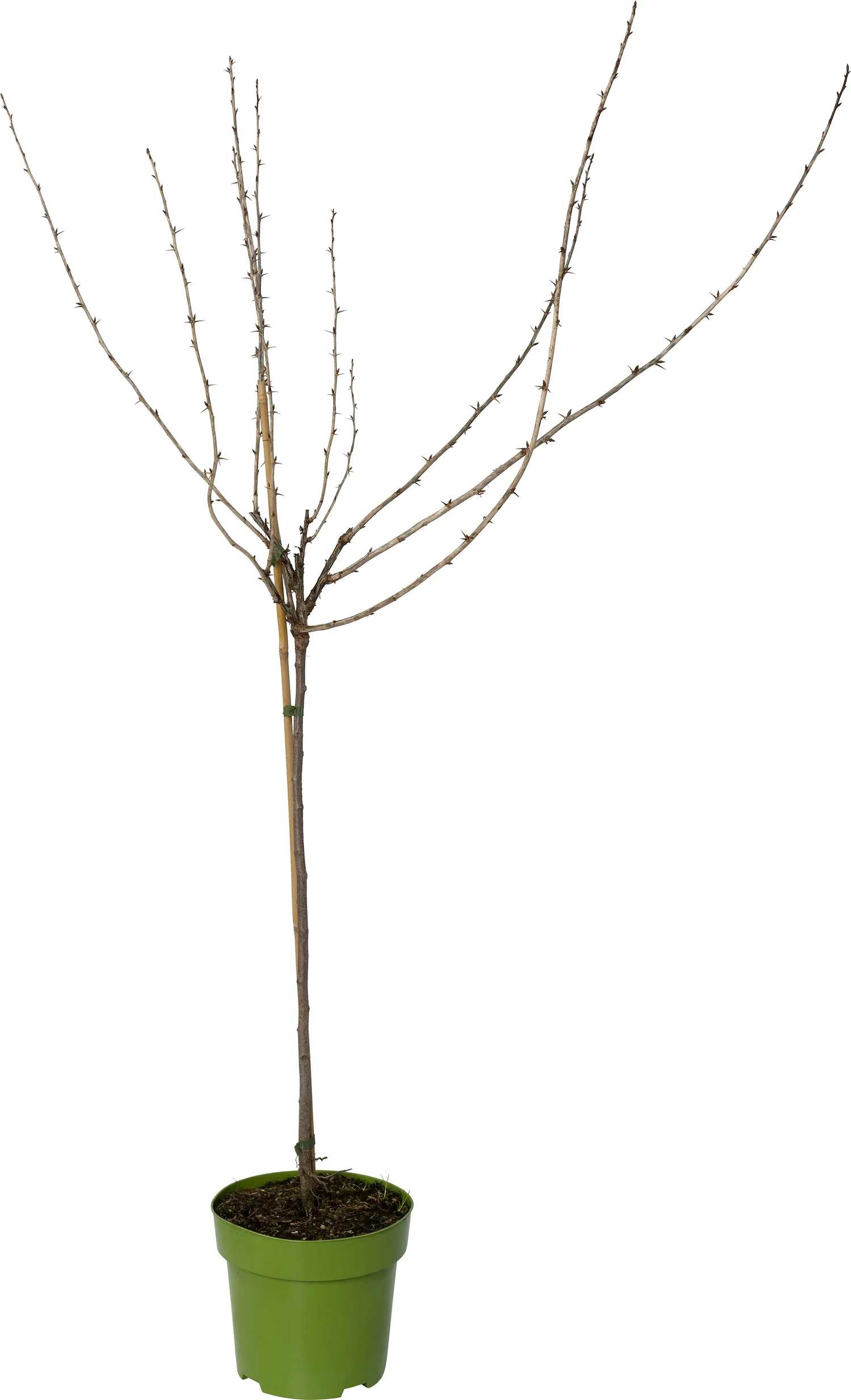 Biologische Rode kruisbes (Ribes uva-crispa 'Captivator') D 27 H 125 cm