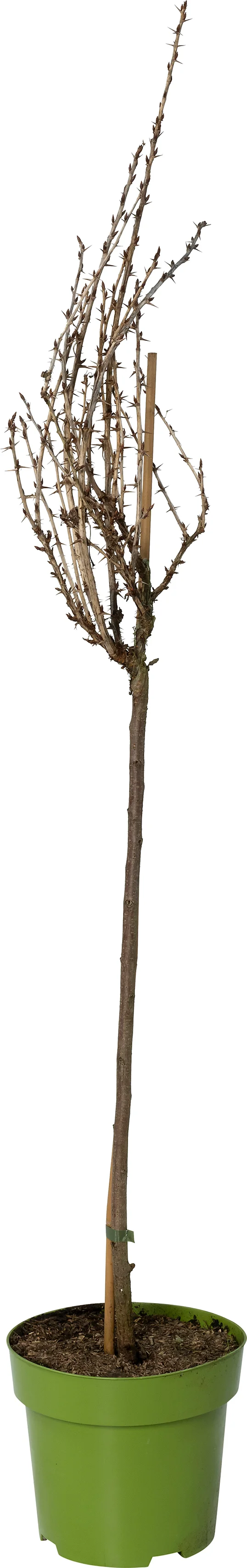 Biologische Rode kruisbes (Ribes uva-crispa 'Hinnonmäki Röd') D 27 H 125 cm