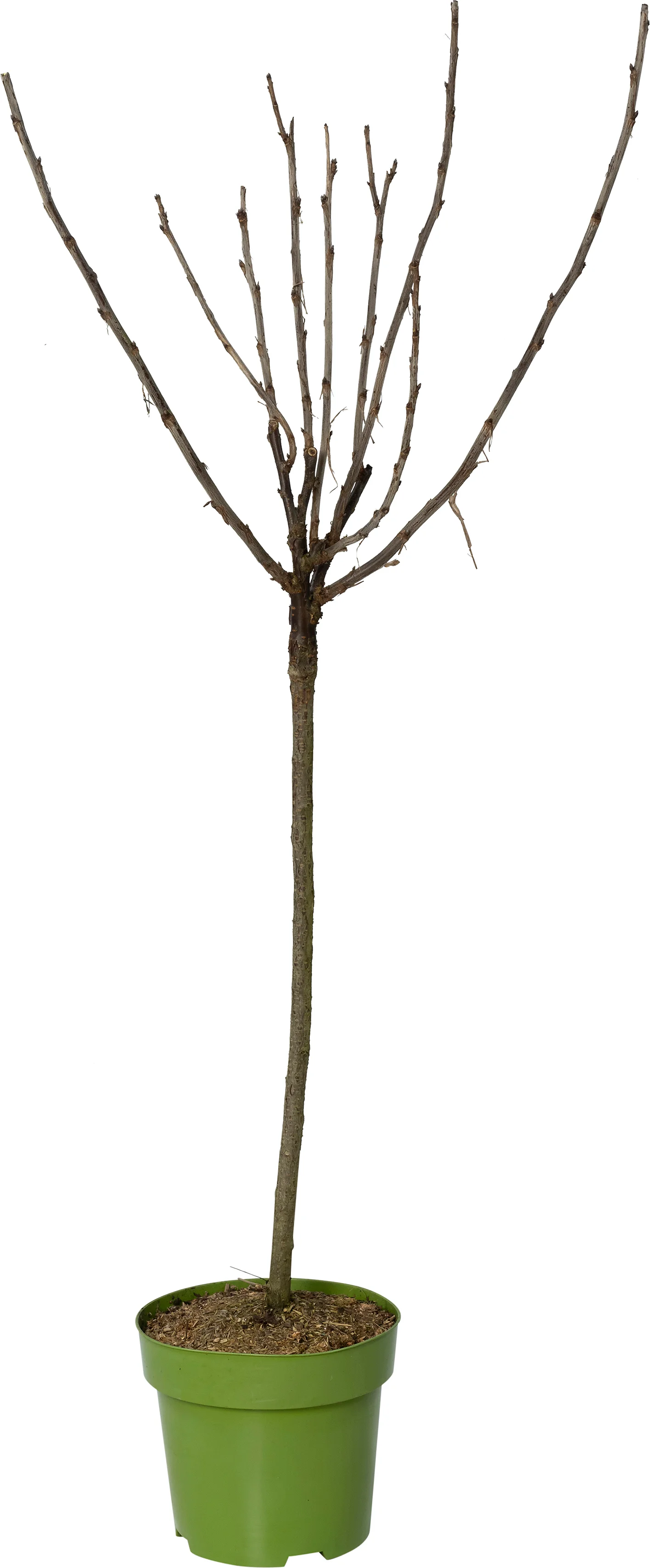 Biologische Rode bes (Ribes rubrum 'Jonkheer van Tets') D 27 H 125 cm