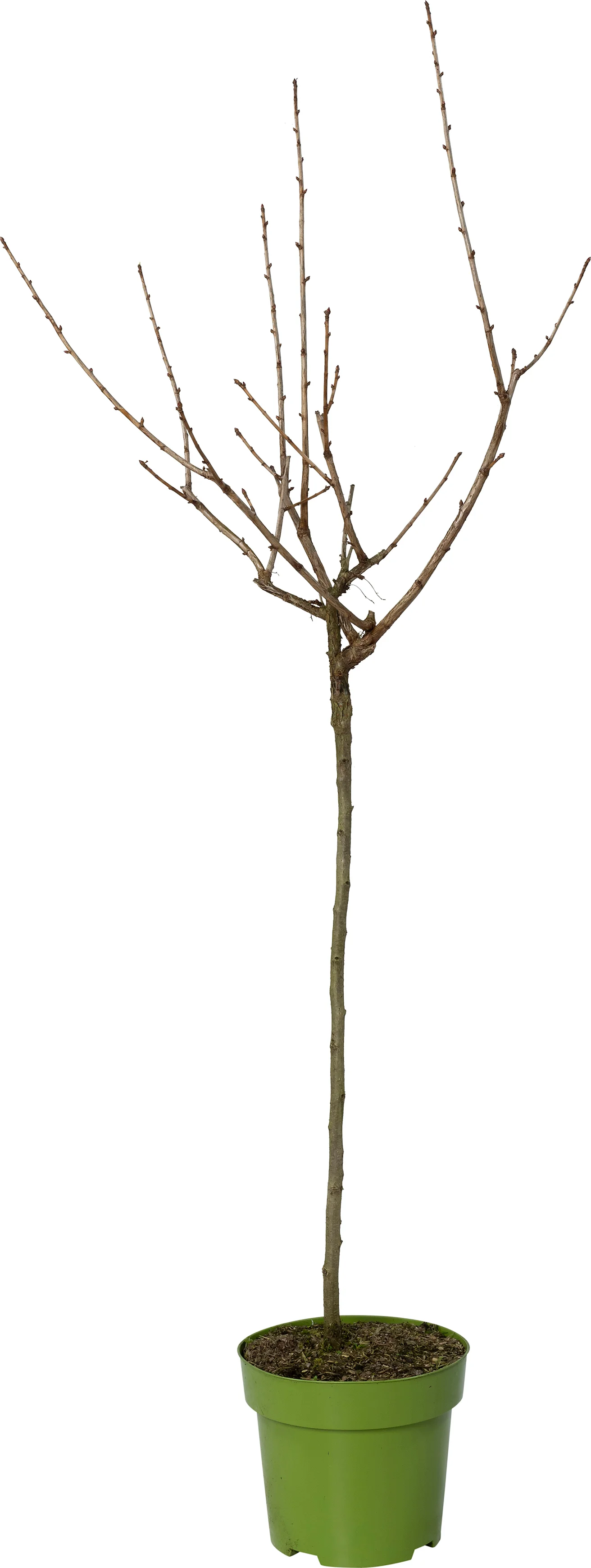 Biologische Jostabes (Ribes nigra 'Jostaberry') D 27 H 125 cm