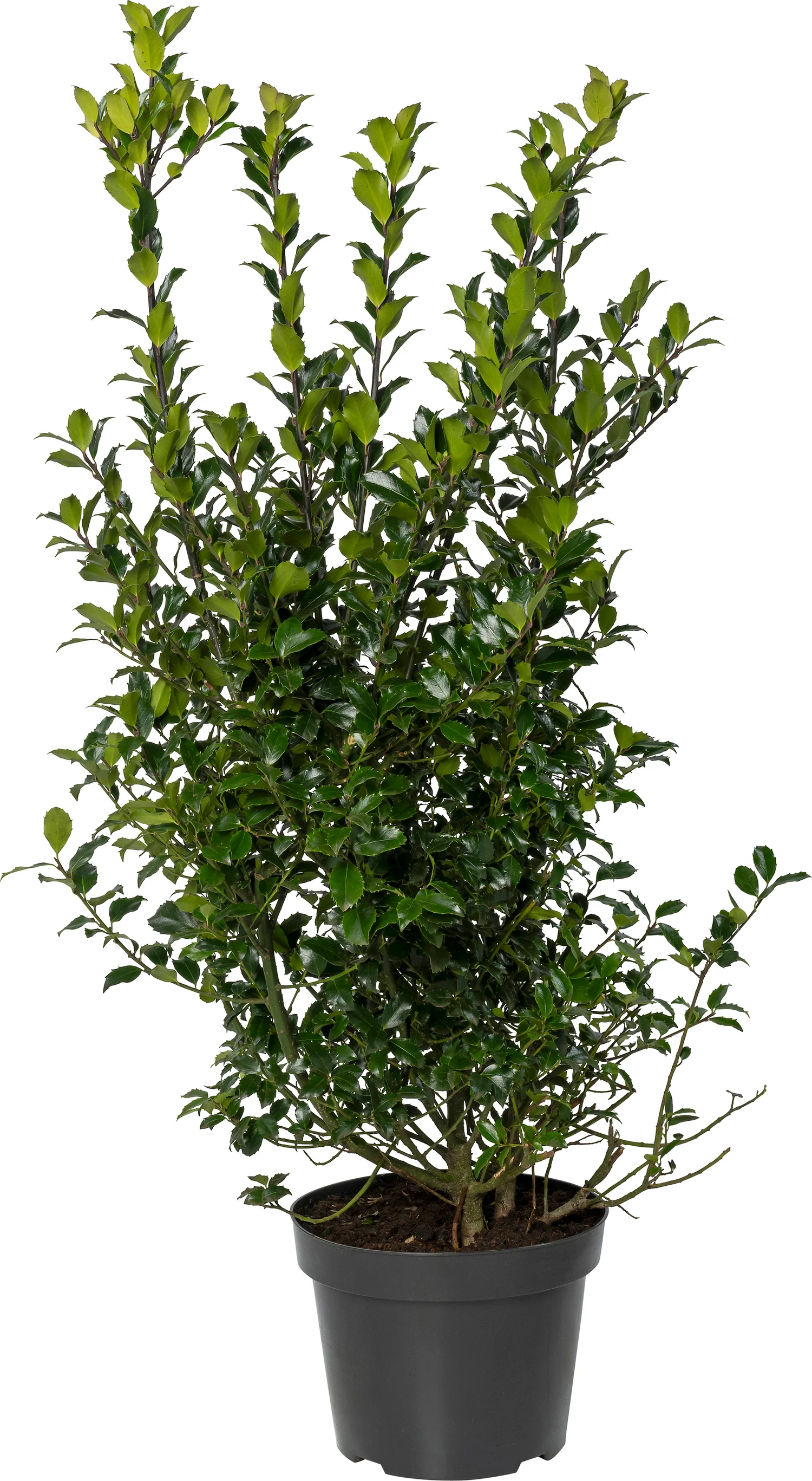 Blauwe hulst (Ilex messerveae 'Blue Prince') D 35 H 80 cm