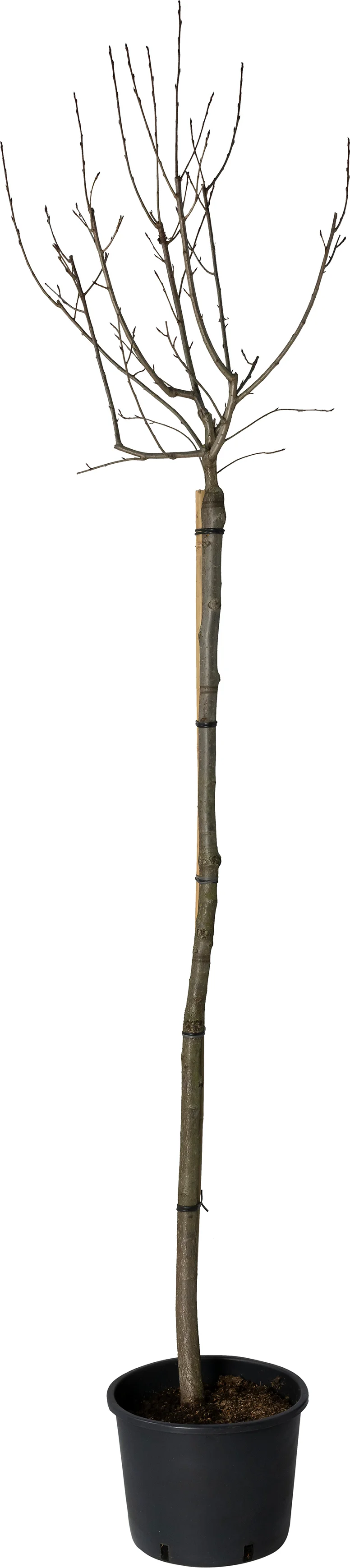 Appelbes (Aronia prunifolia 'Aron' ) D 32 H 150 cm