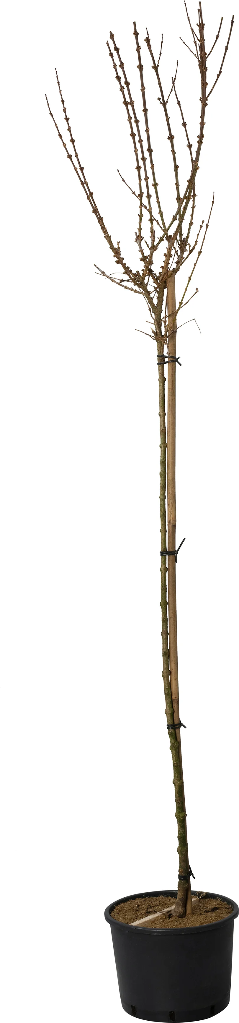 Chinees klokje (Forsythia x intermedia Week-End ) D 28 H 120 cm
