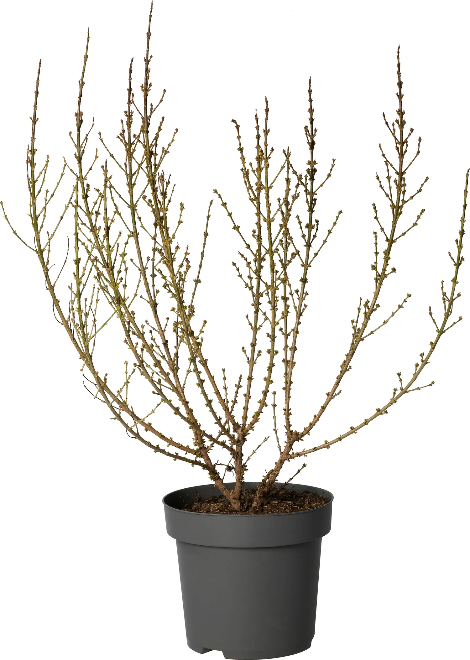 Chinees klokje (Forsythia x intermedia 'Mikador') D 30 H 60 cm
