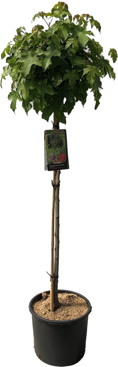 Bolamberboom (Liquidambar 'Gum Ball') D 32 H 190 cm